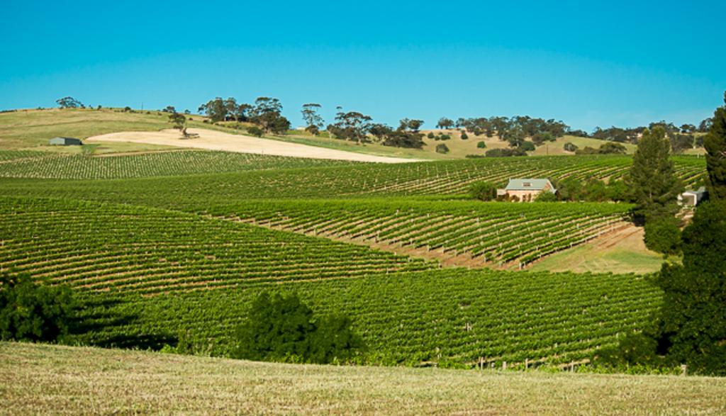 Angaston Vineyards Motel Exterior photo