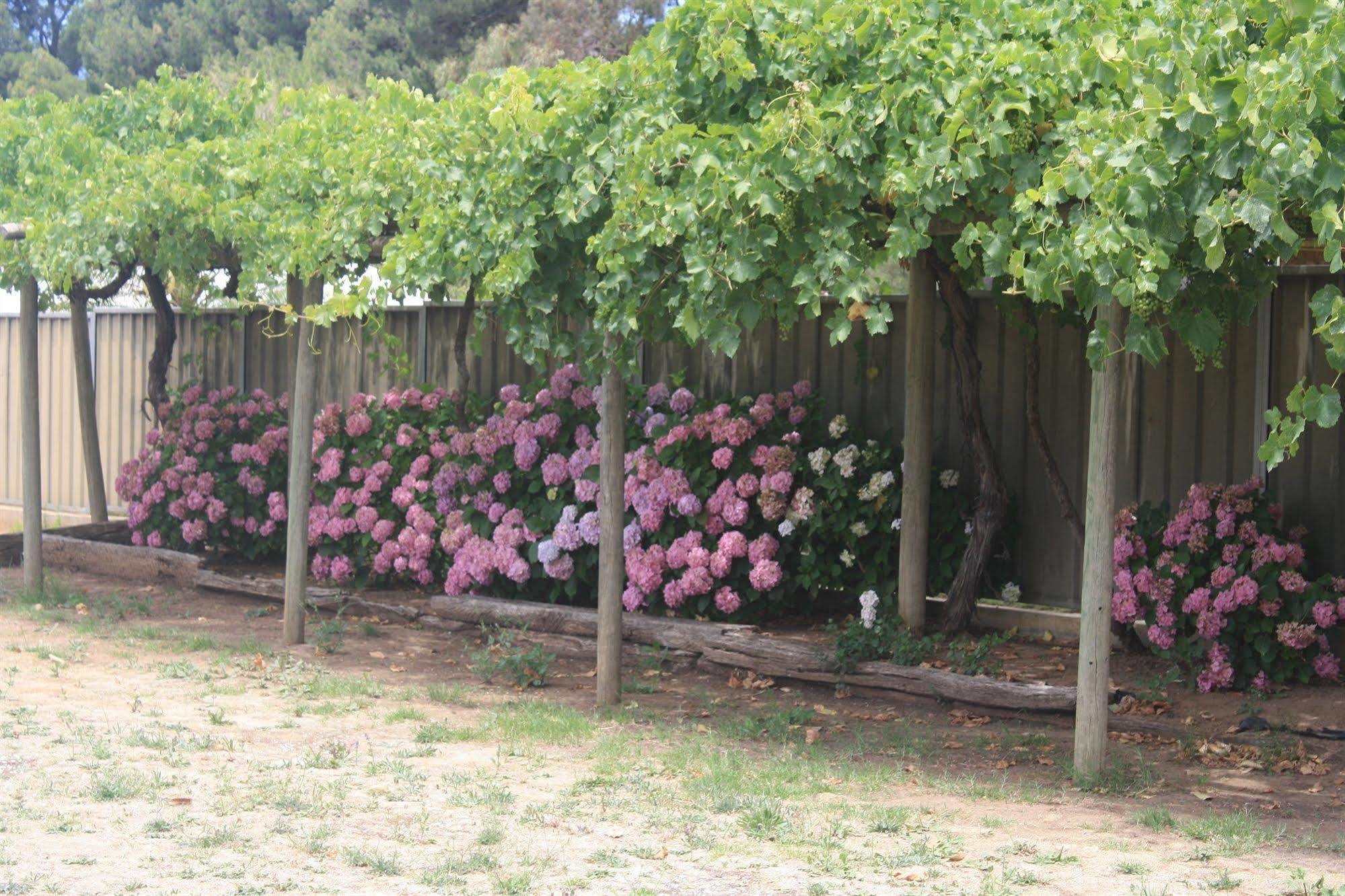 Angaston Vineyards Motel Exterior photo